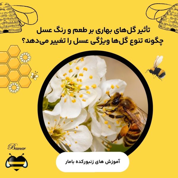 تأثیر گل‌های بهاری بر طعم و رنگ عسل: چگونه تنوع گل‌ها ویژگی‌ عسل را تغییر می‌دهد؟