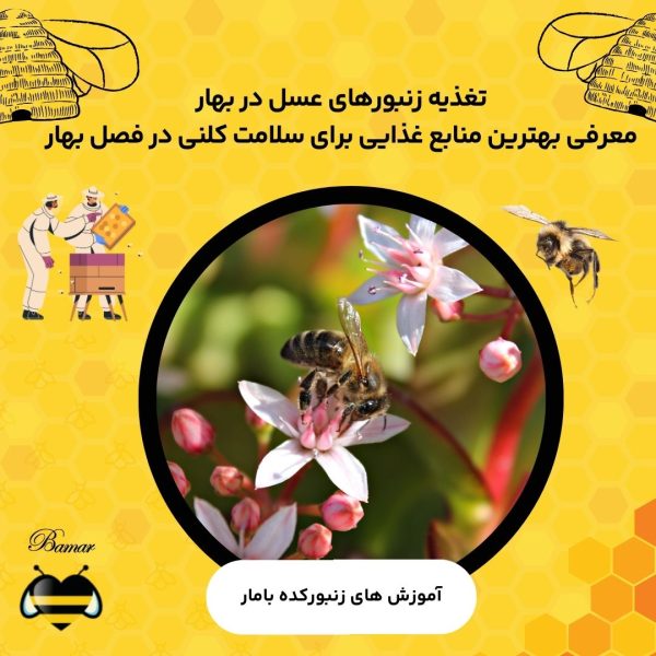 تغذیه زنبورهای عسل در بهار: معرفی بهترین منابع غذایی برای سلامت کلنی در فصل بهار