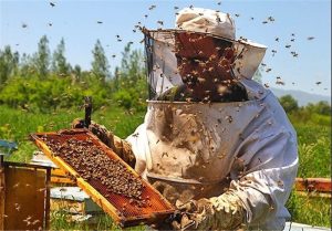 شناسنامه-زنبورداری